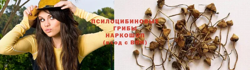 купить  цена  Бирюсинск  Галлюциногенные грибы Cubensis 